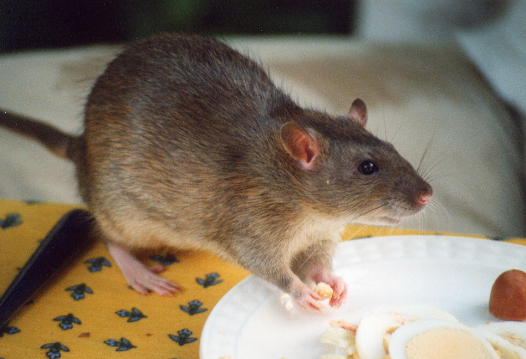 Agouti 野鼠色花枝鼠