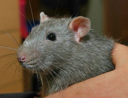 Russian Blue 花枝鼠